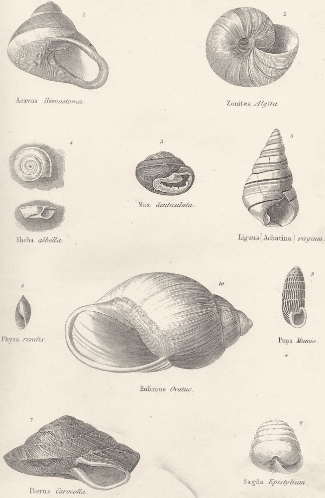 HELIX. Acavus Haemastoma. Zonites Algira; Nux Denticulata. Sheba albella 1880